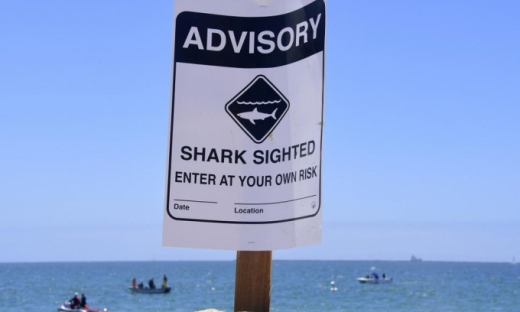 Cá mập tấn công tử vong người lướt sóng tại Mỹ