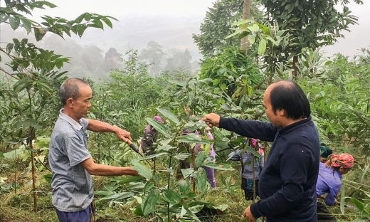 Lào Cai: Phát triển nông nghiệp theo hướng bền vững, đứng đầu về nông nghiệp hữu cơ