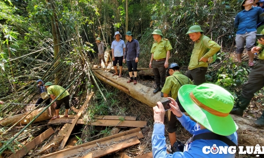 “Máu rừng” vẫn chảy ở xứ Thanh: Cục Kiểm lâm vào cuộc!