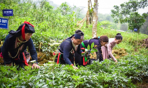 Phát triển trồng dược liệu quý: Tạo sinh kế, mở hướng thoát nghèo cho đồng bào dân tộc thiểu số và miền núi