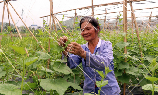 Tuyên Quang chú trọng phát triển sản xuất liên kết theo chuỗi giá trị vùng đồng bào dân tộc thiểu số