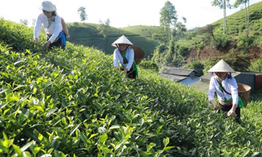 Phú Thọ giải quyết việc làm cho gần 9.700 lao động dân tộc thiểu số