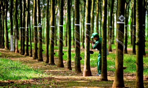 Cao su Tây Ninh (TRC) lợi nhuận giảm 7%, vừa đủ hoàn thành chỉ tiêu năm