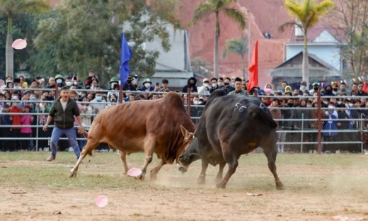 Hấp dẫn hội thi đấu bò truyền thống huyện Điện Biên Đông
