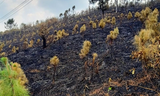Kon Tum: Doanh nghiệp sửa chữa đường làm cháy rừng của dân