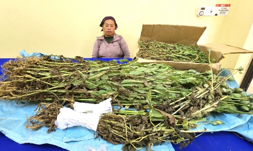Lào Cai: Phát hiện đối tượng trồng trái phép gần 800 cây thuốc phiện trong vườn nhà