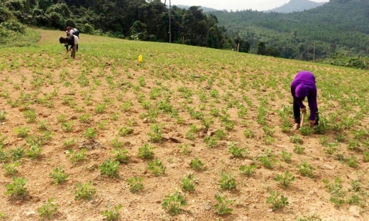 Điều tra việc cung ứng hơn 20 tấn lạc giống nghi kém chất lượng cho nông dân Quảng Bình
