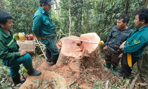 Thanh Hóa: Bắt quả tang 5 đối tượng khai thác gỗ rừng trái phép