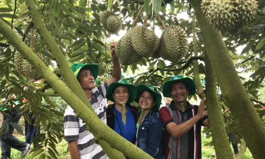 Phân bón Phú Mỹ: Bí quyết cho cây dưa và sầu riêng ở miền Trung - Tây Nguyên những mùa bội thu