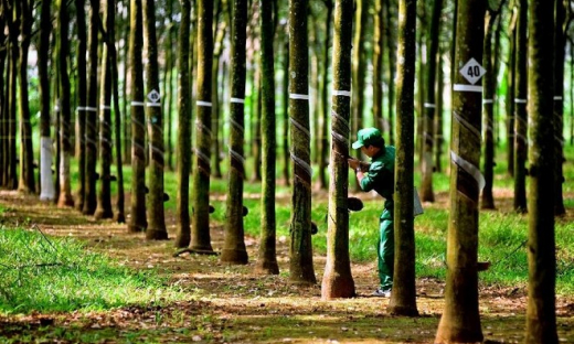 Cao su Tây Ninh (TRC) lãi lớn trong Quý 3/2024, nợ ngắn hạn cũng tăng 59%