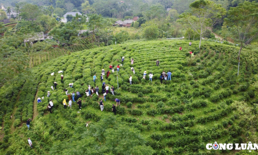 Mê mẩn trước những đồi chè xanh mướt ở “thủ phủ” trà Thái Nguyên