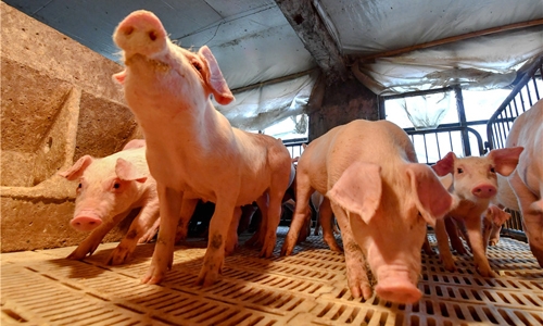 Tổng cục Hải quan yêu cầu giám sát chặt các cửa khẩu, ngăn dịch tả lợn Châu Phi vào nước ta