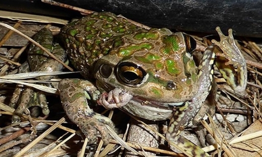 Hệ sinh thái Nam Australia sẽ bị ảnh hưởng do sự phát triển của loài ếch đùi đốm