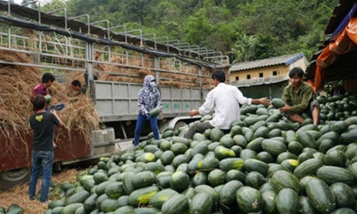 Nông sản Việt vào thị trường Trung Quốc ngày càng bị siết chặt