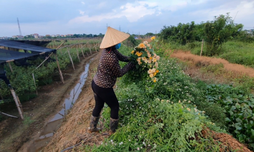 Hà Nội: Nông dân Tây Tựu “ngậm đắng” cắt bỏ hoa vì đại dịch