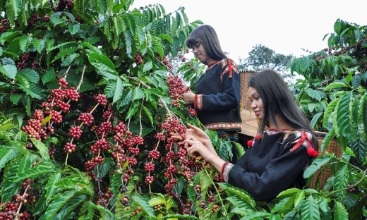 Xuất khẩu cà phê của Việt Nam đạt xấp xỉ 2,3 tỷ USD