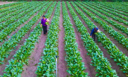 Nông dân ngoại thành Hà Nội kỳ vọng mùa rau Tết bội thu