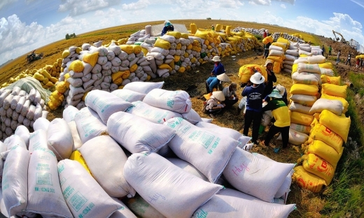 Tiêu điểm: Nắm bắt thời cơ xuất khẩu gạo nhưng phải đảm bảo an ninh lương thực và phát triển bền vững
