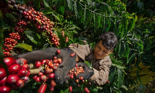Cà phê Việt Nam 'cháy hàng' xuất khẩu dù giá lên cao kỷ lục