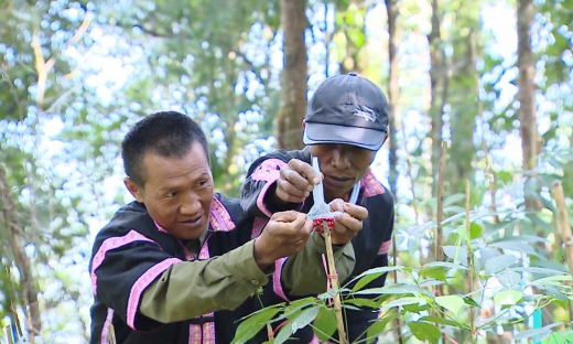 Cây dược liệu tạo nguồn thu ổn định cho bà con dân tộc thiểu số tại Mường Tè