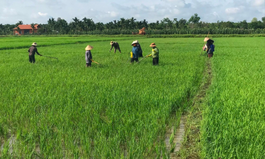 Đắk Mâm, huyện Krông Nô (Đắk Nông): Hiệu quả từ Chương trình 1719