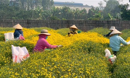 Nhộn nhịp mùa thu hoạch cúc chi tại làng dược liệu Văn Lâm - Hưng Yên