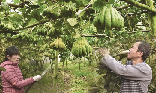 Nông dân trồng phật thủ mong một cái Tết 'ấm'