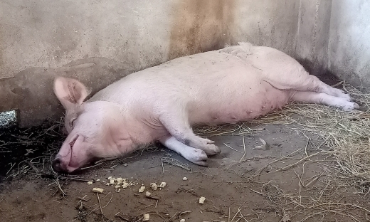 Triệu Sơn (Thanh Hoá): Lợn ốm chết bất thường sau khi nhận lợn giống về nuôi