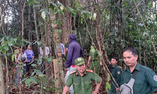 UBND tỉnh Quảng Nam yêu cầu điều tra, xử lý vụ phá rừng để thi công đường dây điện 110kV