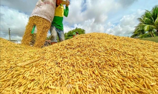 Giá lúa gạo khu vực đồng bằng sông Cửu Long tiếp tục tăng