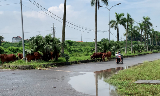 Hà Nội (Phúc Thọ): Dự án vườn sinh thái Cẩm Đình - Hiệp Thuận thành nơi chăn trâu nuôi bò