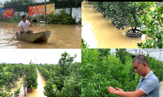 Làng nghề quất Tứ Liên “chìm trong biển nước”, người dân lo lắng thiệt hại sau bão