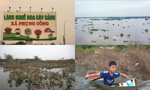 Hưng Yên: Người dân Văn Giang mất trắng hoa màu vì ngập lụt