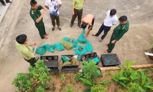 Bắt quả tang đối tượng vận chuyển 17 cá thể khỉ đuôi dài không rõ nguồn gốc