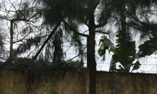 Hải Dương: Bị điện giật khi chặt cây tại trường, học sinh lớp 9 tử vong