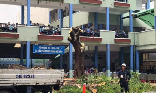 Trường THCS Bạch Đằng đốn bỏ cây phượng còn lại sau vụ tai nạn
