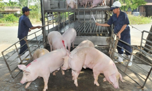 Doanh nghiệp đua nhau nhập lợn hơi Thái Lan về giết mổ