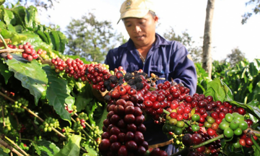 Giá cà phê, hồ tiêu hôm nay 28/6: Ghi nhận phiên giảm giá