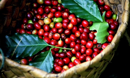 Giá cà phê hôm nay (13/8): Đồng loạt tăng nhẹ 100 - 200 đồng/kg