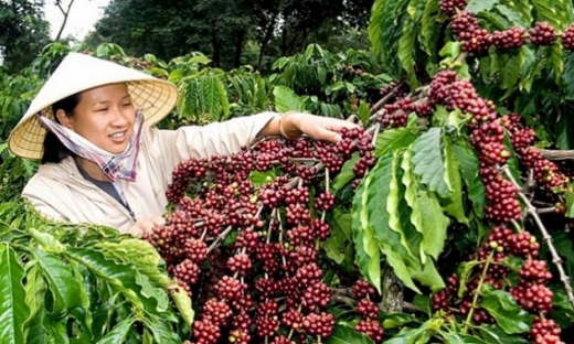 Giá cà phê hôm nay (30/8): Tăng mạnh 500 đồng/kg phiên cuối tuần