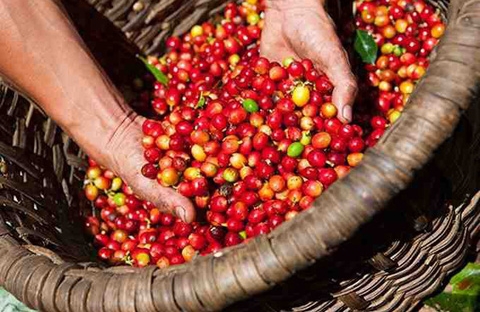 Giá cà phê hôm nay (3/9): Đồng loạt tăng mạnh 500 đồng/kg