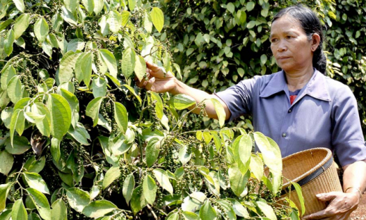 Giá hồ tiêu hôm nay (19/9): Tăng nhẹ ở một số địa phương