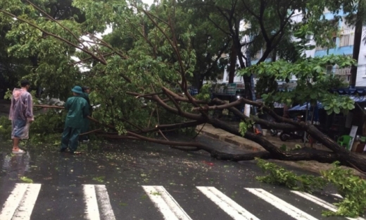 Nhiều cây xanh tại Đà Nẵng bị gãy đổ do ảnh hưởng cơn bão số 5
