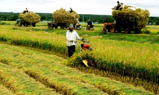 Hôm nay, Quốc hội thảo luận dự thảo Nghị quyết về miễn thuế sử dụng đất nông nghiệp