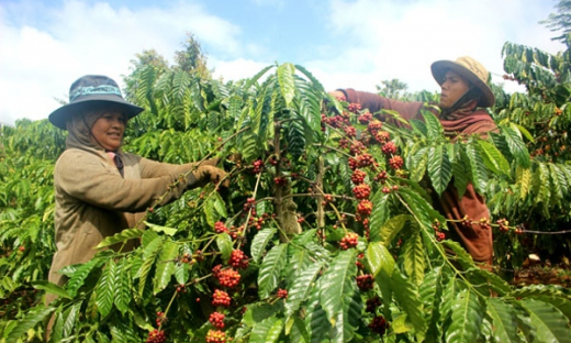 Giá cà phê hôm nay 15/1: Tăng nhẹ lên 31.600 - 32.000 đồng/kg