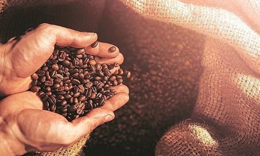 Giá cà phê hôm nay 5/2: Tăng 400 - 500 đồng/kg tại các vùng trồng trọng điểm