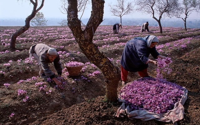Nhụy hoa đắt đỏ được thu hoạch thế nào để có giá hàng trăm triệu đồng 1kg
