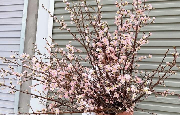 Hoa anh đào Sakura Nhật được ưa chuộng tìm mua chưng dịp Tết