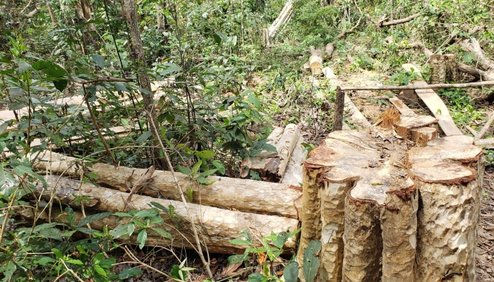 Vụ lâm tặc “xẻ thịt” 149 cây gỗ ở Gia Lai: Khởi tố 4 đối tượng, xử lý trách nhiệm chủ rừng