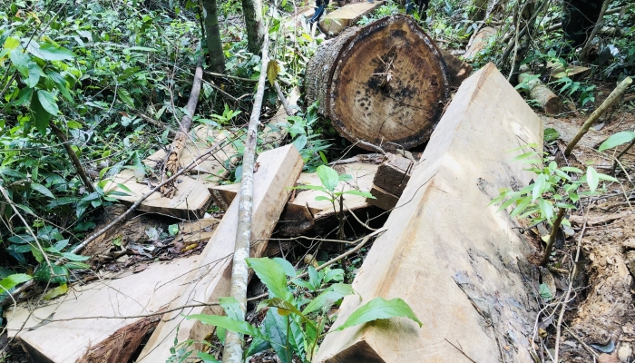 Gia Lai: Liên tiếp để mất rừng, nhiều nhân viên bảo vệ rừng bị kỷ luật